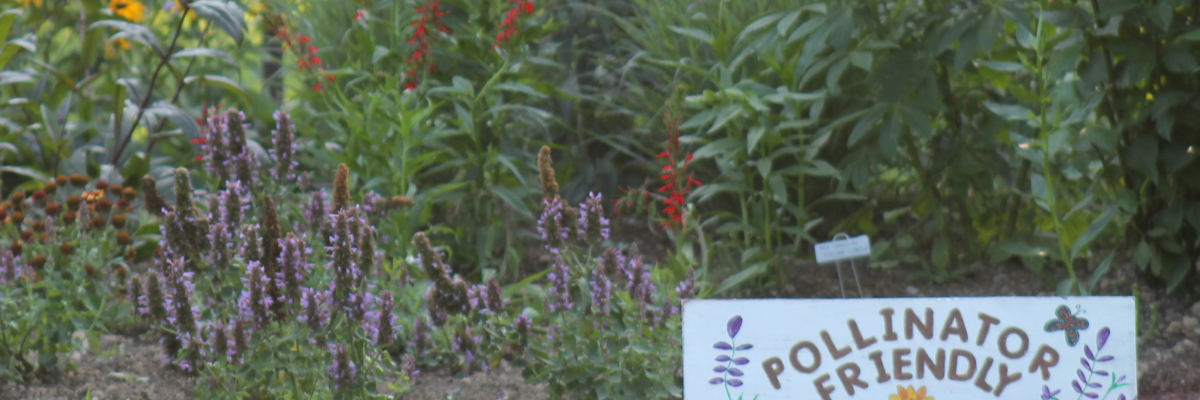 pollinator garden