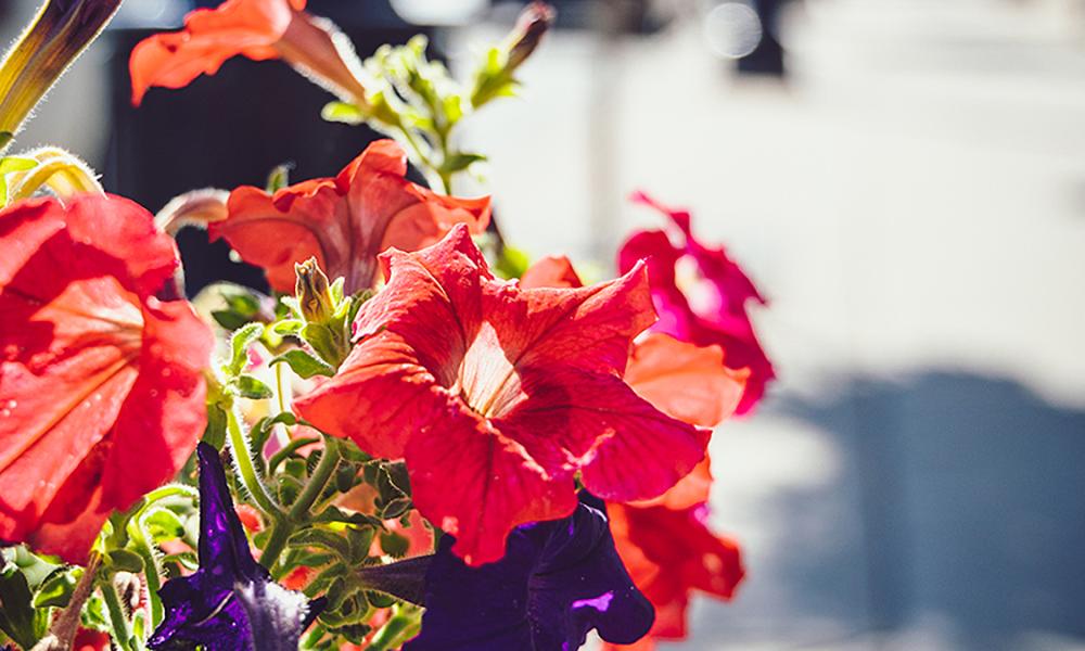 Flowers in downtown Mission