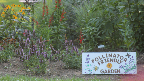 pollinator garden